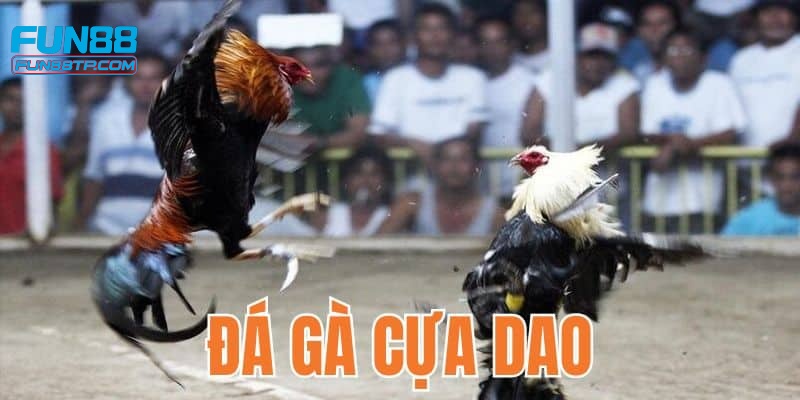 Đá gà cựa dao mang đến trận đấu nhanh chóng